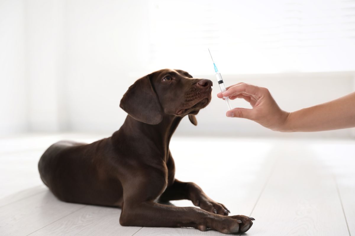 does-pet-insurance-cover-vaccines-fursure-blog